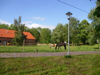 Pferde vor Stall